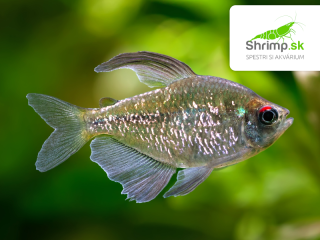 Tetra diamantová - Moenkhausia pittieri