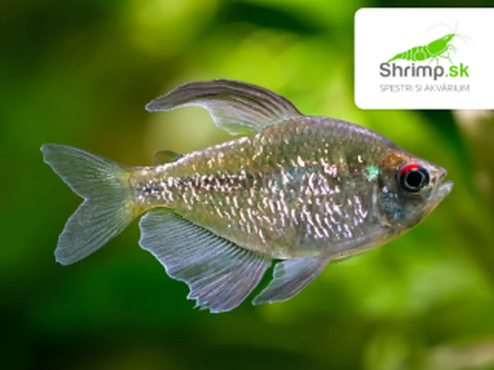 Tetra diamantová - Moenkhausia pittieri