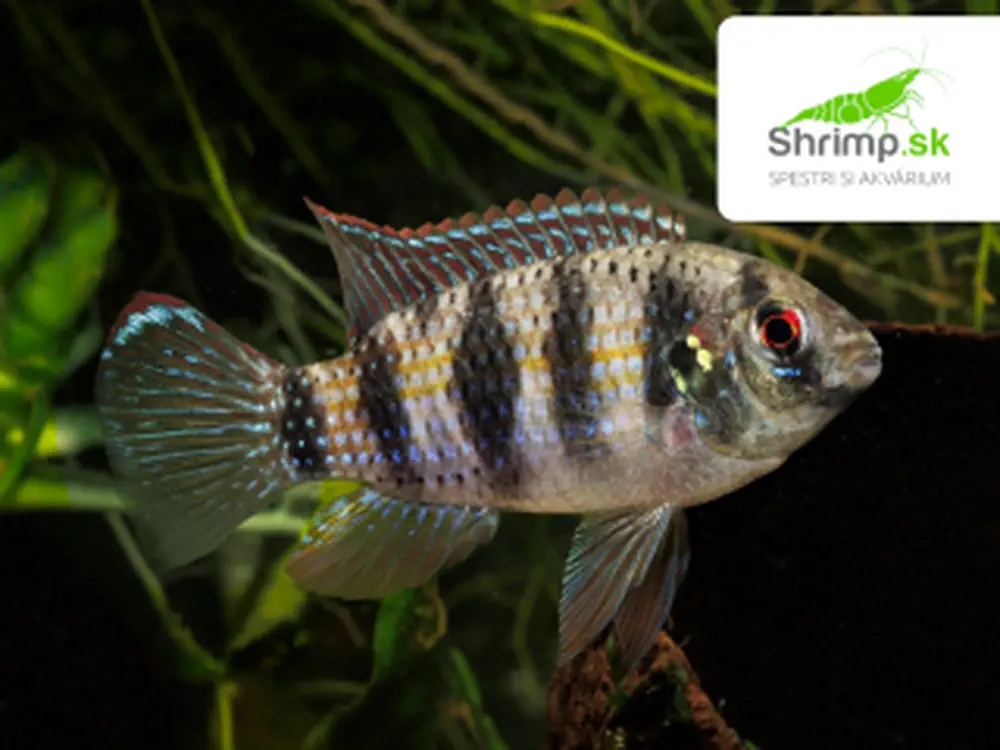 Cichlidka Thomasova - Anomalochromis thomasi