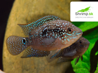 Cichlazoma perleťová - Rocio octofasciata