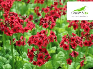 Primula japonica "Millers Crimson" – košík 9x9 cm
