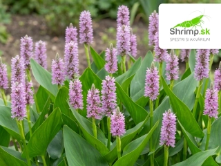 Pontederia cordata "Pink Pons" – košík 9x9 cm