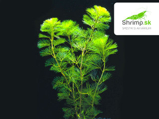 Cabomba caroliniana - pohár Ø 12 cm