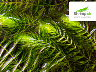 Ceratophyllum demersum – pohár Ø 12 cm