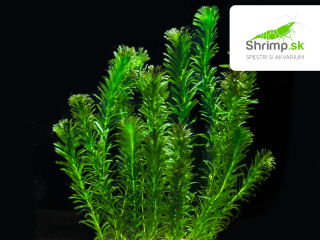 Elodea densa – zväzok