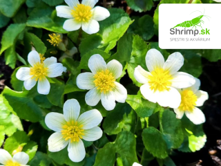 Caltha palustris alba – košík 9x9 cm