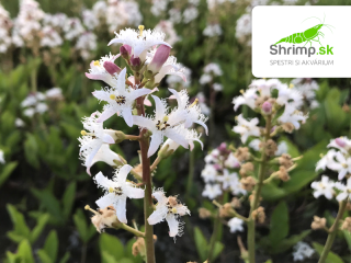 Menyanthes trifoliata – košík 9x9 cm