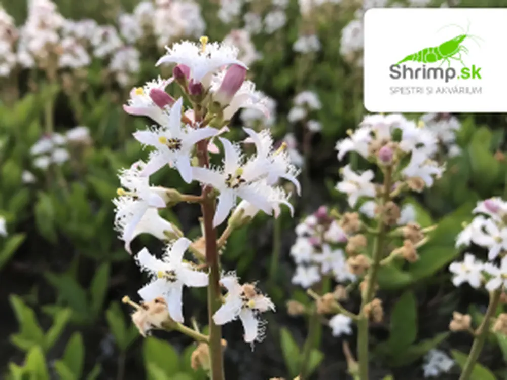 Menyanthes trifoliata – košík 9x9 cm