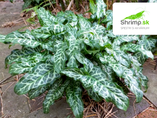 Arum italicum – košík 9x9 cm