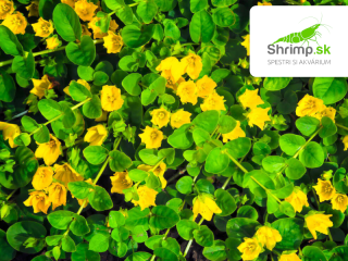 Lysimachia nummularia – košík 9x9 cm