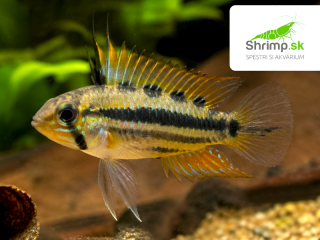 Cichlidka trojpásová - Apistogramma trifasciata