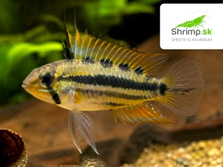 Cichlidka trojpásová - Apistogramma trifasciata