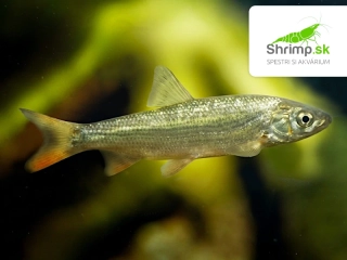 Podustva severná - Chondrostoma nasus