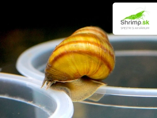 Slimák Močiarka živorodá - Viviparus viviparus