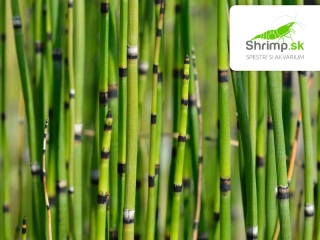 Equisetum japonicum – košík 9x9 cm