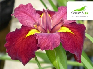 Iris 'Ann Chowning' – košík 9x9 cm