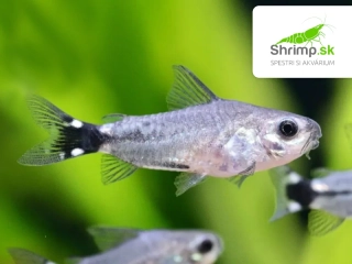 Pancierniček trpasličí - Corydoras hastatus