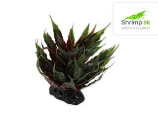 Repti Planet Rastlina Agave zelená 18 cm