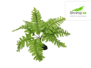 Repti Planet Rastlina Nephrolepis 20 cm