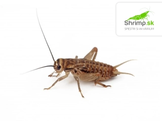 Cvrček domáci (Acheta domestica) S 120 ks – živé krmivo