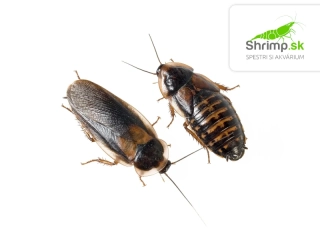 Šváb argentínsky (Blaptica dubia) M 10 ks – živé krmivo 
