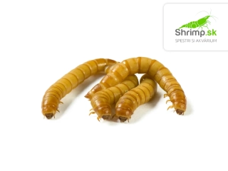 Múčny červ (Tenebrio molitor) 40 g – živé krmivo