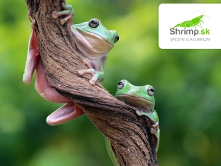 Rosnička austrálska – Litoria caerulea