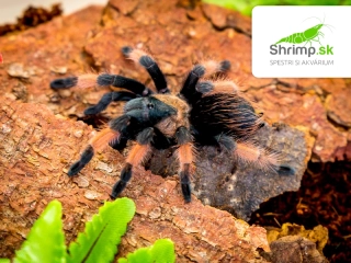 Pavúk Vtáčkar – Brachypelma emilia