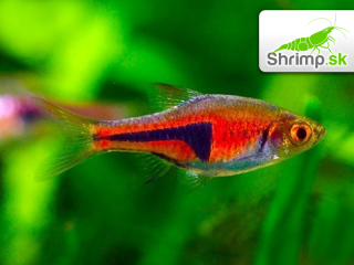 Razbora Espeho 10 ks - Rasbora espei