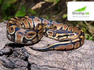 Pytón kráľovský – Python regius