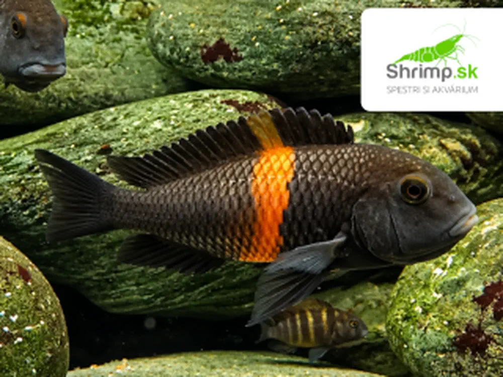Papuľovec Black "Bemba" - Tropheus sp. black "Bemba"