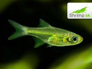 Razbora ranongská - Microdevario kubotai