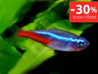 Tetra neonová - Paracheirodon innesi