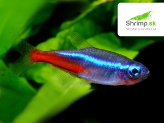 Tetra neonová 10 ks - Paracheirodon innesi