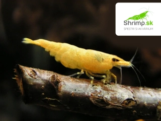 Yellow fire 10 ks - Neocaridina davidi