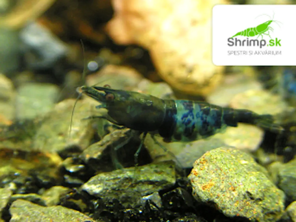 Black & Blue - Neocaridina davidi