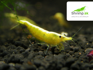 Yellow neon stripe 20 ks - Neocaridina davidi