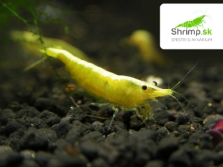 Yellow neon stripe 20 ks - Neocaridina davidi