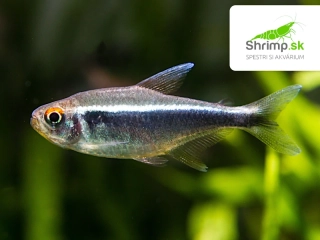 Neonka čierna 20 ks - Hyphessobrycon herbertaxelrodi