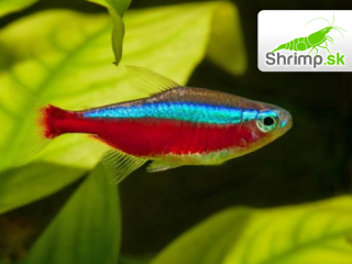 Neonka červená - Paracheirodon axelrodi