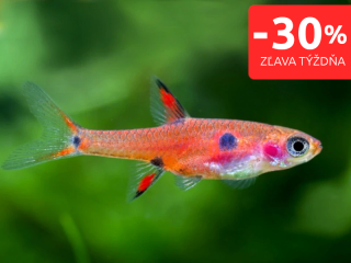 Razbora malá - Boraras maculatus