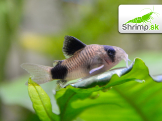 Pancierniček panda 10 ks - Corydoras panda