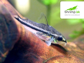 Pancierniček malý 10 ks - Corydoras pygmaeus