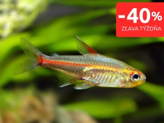 Tetra žiarivá - Hemigrammus erythrozonus