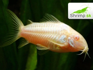 Pancierniček Albin - Corydoras aeneus