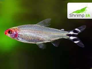 Tetra červenoústa 20 ks - Hemigrammus rhodostomus
