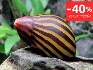 Slimák Neritina zebra (Neritina natalensis)