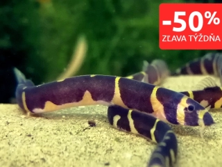 Sekavec priečnopruhovaný - Pangio kuhlii kuhli