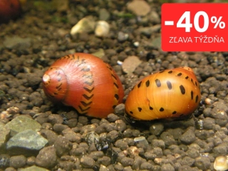 Slimák Neritina turrita