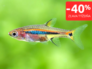 Razbora škvrnochvostová - Boraras urophthalmoides